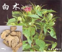 白術(shù)-藥用植物