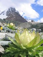 天山、雪蓮花渾然天成