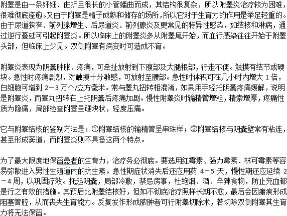 附睪炎治療用藥及治療措施講解