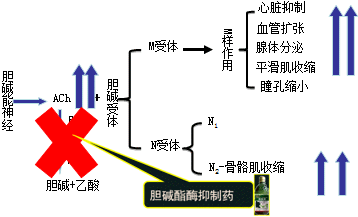 有機(jī)磷酸酯類的中毒機(jī)制和解救方法