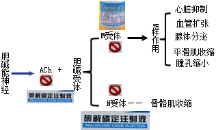 有機(jī)磷酸酯類的中毒機(jī)制和解救方法