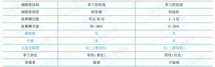 革蘭氏陽性菌與陰性菌結(jié)構(gòu)特點(diǎn)