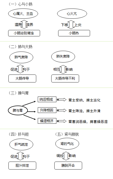 六腑與五臟之間的關(guān)系是什么？中西醫(yī)結(jié)合執(zhí)業(yè)助理醫(yī)師考試考點(diǎn)！