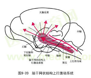 大腦皮質結構