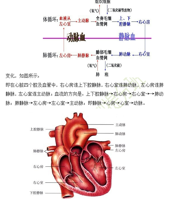 2019年臨床助理醫(yī)師心血管系統(tǒng)16個高頻考點速記！