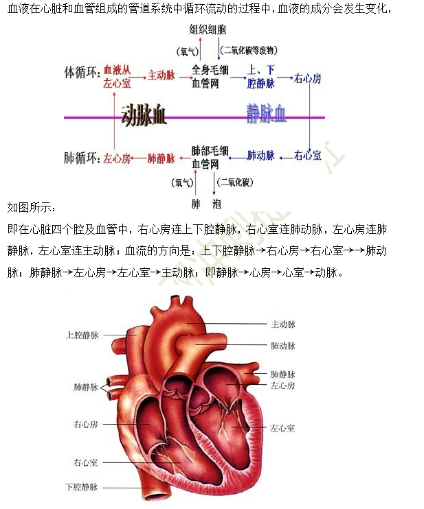 體循環(huán)和肺循環(huán)示意圖