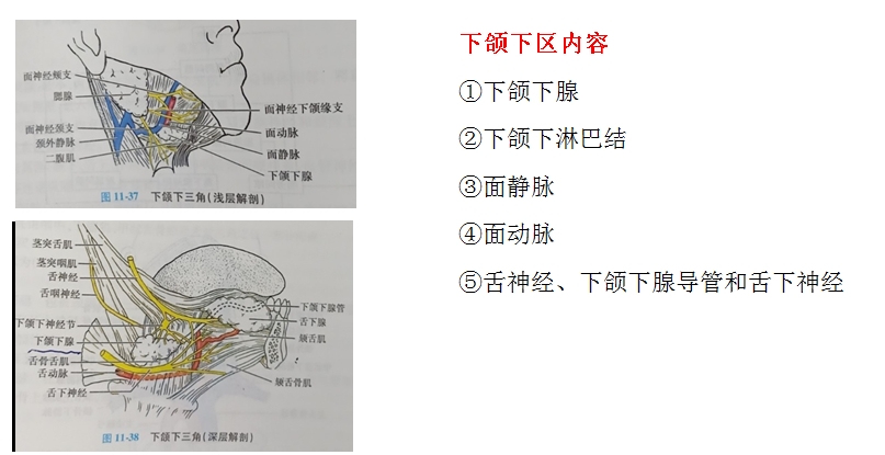 口腔解剖生理學