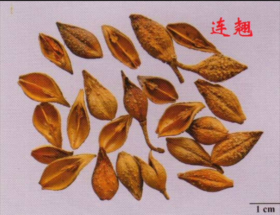 連翹