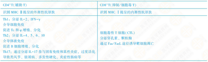 T淋巴細(xì)胞亞群及其功能