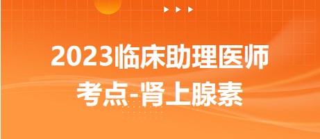 2023臨床助理醫(yī)師考點腎上腺素